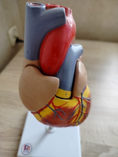Zdjęcie oferty: Model anatomiczny serca,skala 1: 1 biologia