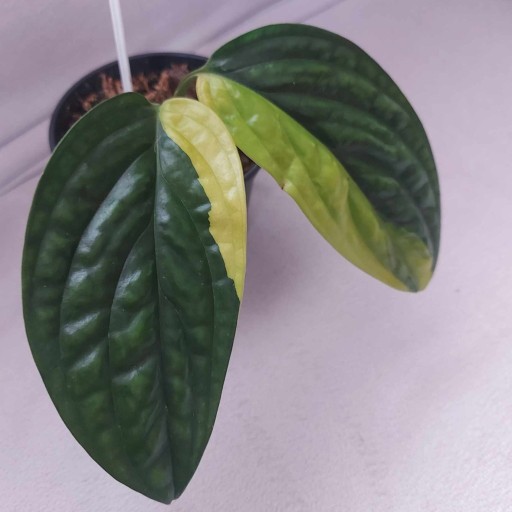 Zdjęcie oferty: Monstera Kartenianum Aurea