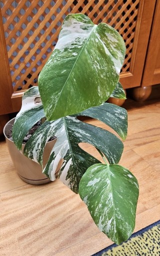 Zdjęcie oferty: Monstera Deliciosa variegata - roślina w doniczce