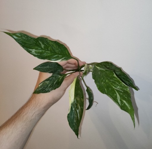 Zdjęcie oferty: Skrzydłokwiat, Spathiphyllum Gemini, Variegata