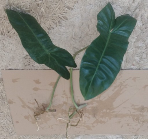 Zdjęcie oferty: Philodendron Paraiso verde