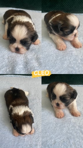 Zdjęcie oferty: Szczeniaki SHIH TZU