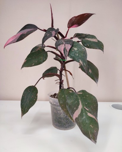 Zdjęcie oferty: Philodendron Pink Princess 35 cm - piękny róż