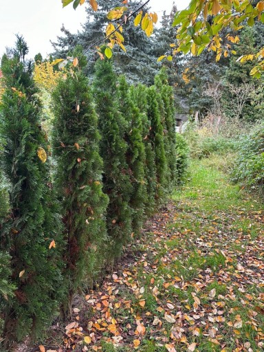 Zdjęcie oferty: Tuja szmaragd/ thuja szmaragdowa 180-200cm