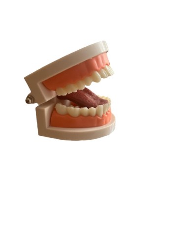 Zdjęcie oferty: Model jamy ustnej z ruchomym językiem, szczęka 