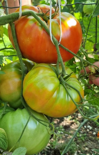 Zdjęcie oferty: Pomidor Sakharnyi Bizon nasiona kolekcjonerskie