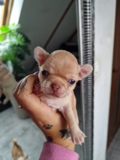 Zdjęcie oferty: Piesek Chihuahua. Krótkowłosy biszkoptowy. Roni
