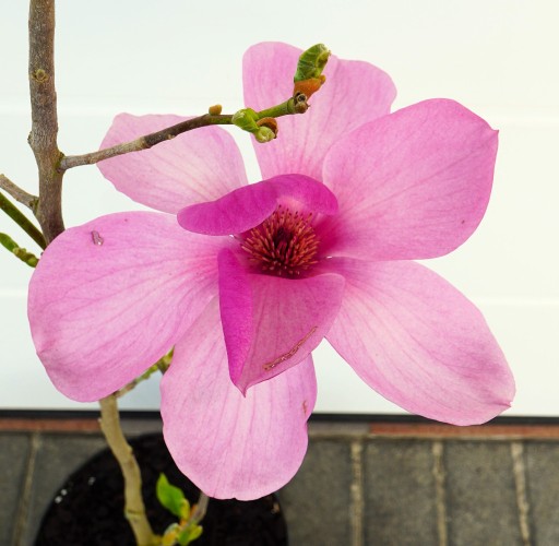 Zdjęcie oferty: MAGNOLIA ROYAL PURPLE * DUŻY OKAZ * CUDO