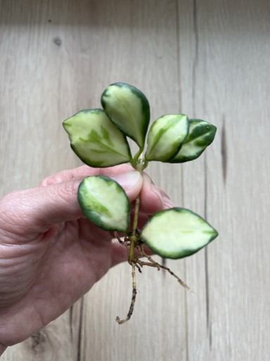 Zdjęcie oferty: Hoya Heuschkeliana Variegata