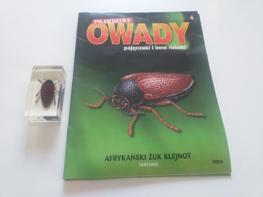 Zdjęcie oferty: Prawdziwe owady 4 Afrykański żuk klejnot