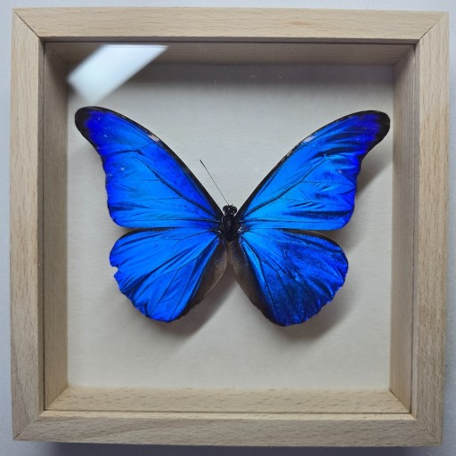 Zdjęcie oferty: Motyl w gablotce Morpho Rhetneor Rhetenor