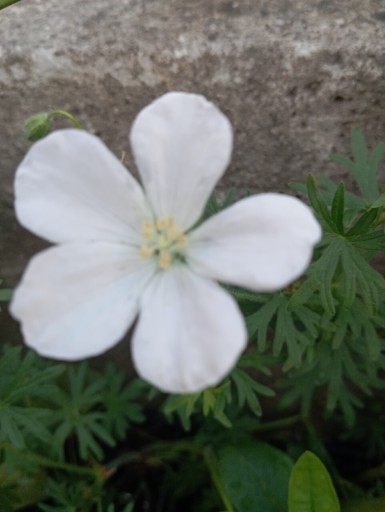 Zdjęcie oferty: Bodziszek białe kwiaty 