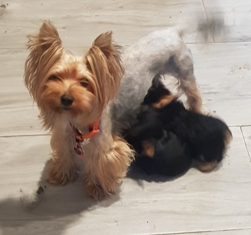 Zdjęcie oferty: Yorkshire terrier , York