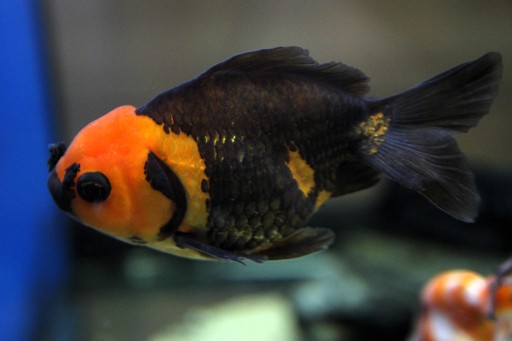 Zdjęcie oferty: Welon odmiana oranda pon-pon 15 cm