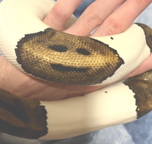 Zdjęcie oferty: Wąż z uśmiechem 