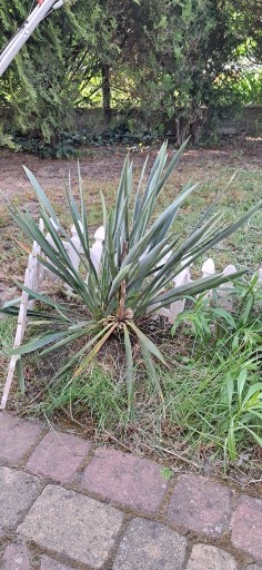 Zdjęcie oferty: Jukka Juka Karolińska ogrodowa Yucca