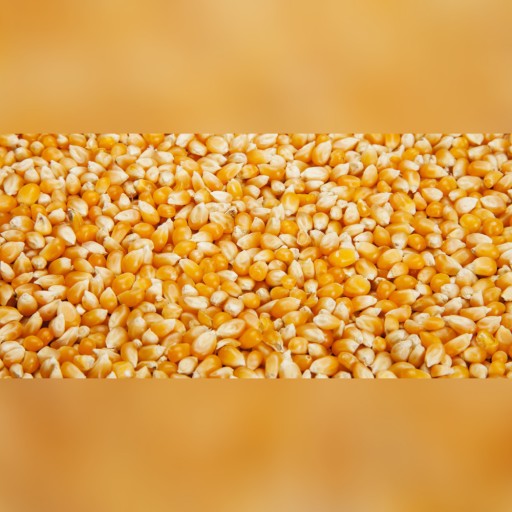 Zdjęcie oferty: Ziarno kukurydzy