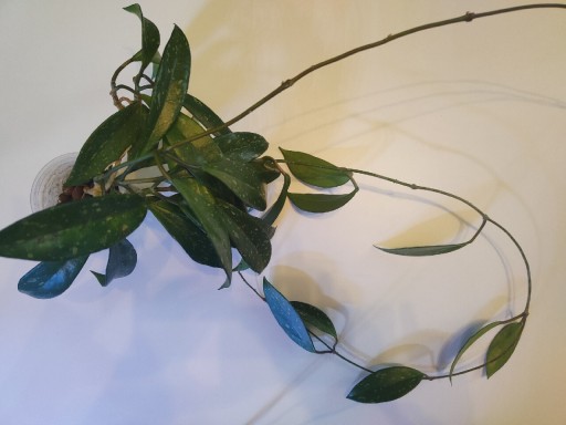 Zdjęcie oferty: Hoya Pubicalyx silver 