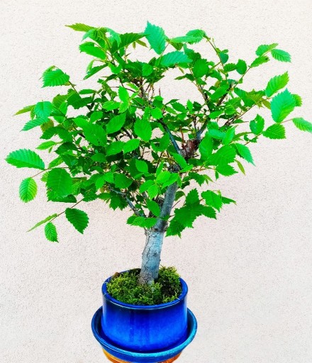 Zdjęcie oferty: Bonsai drzewko wiąz (Ulmus)