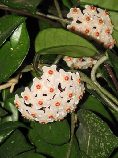 Zdjęcie oferty: HOJA CARNOSA (roślina doniczkowa-kwitnąca)
