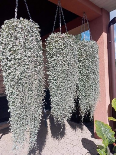 Zdjęcie oferty: Dichondra srebrzysta - Silver Falls