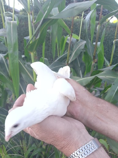 Zdjęcie oferty: Białe gołębie do wynajęcia 