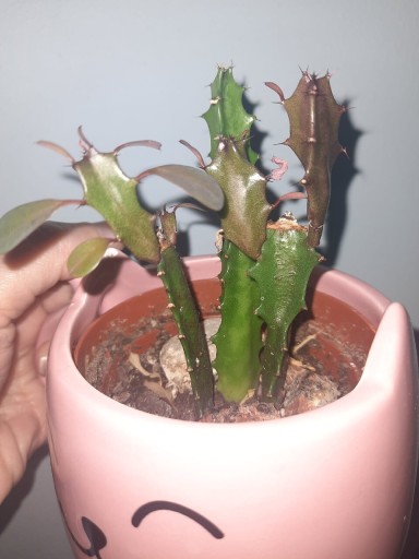 Zdjęcie oferty: Euphorbia trigona 'Rubra' Wilczomlecz trójżebrowy'