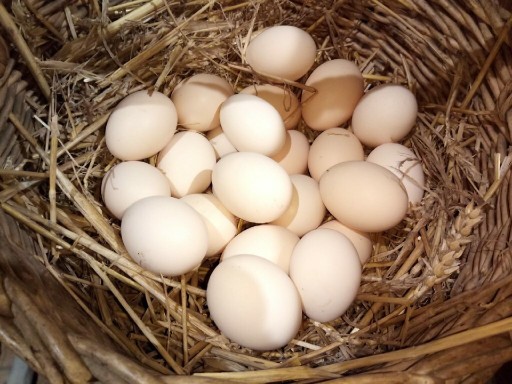 Zdjęcie oferty: Jaja zielononóżki - od wiejskich kur 