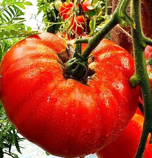 Zdjęcie oferty: BRUTUS MAGNUM Pomidor kolekcjonerski