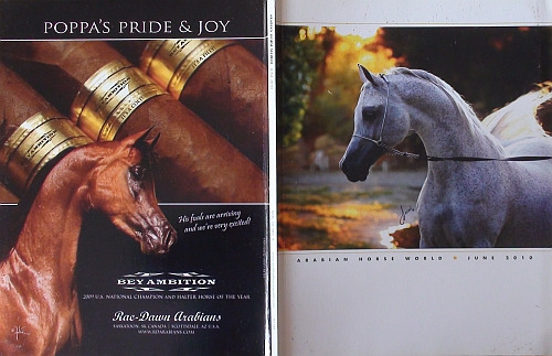 Zdjęcie oferty: ARABIAN HORSE WORLD nr 6/2010, koń, konie arabskie
