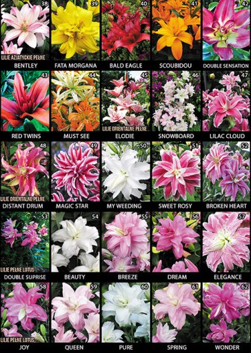 Zdjęcie oferty: Cebulki Kwiatów, Lilie, Dalie, Piwonie, Mieczyki
