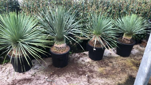 Zdjęcie oferty: Yucca rostrata jukka doniczka 25litrów