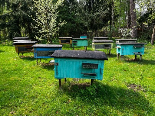 Zdjęcie oferty: Ule z rodzinami pszczelimi Pasieka Miód Pszczoły