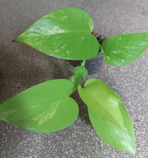 Zdjęcie oferty: Epipremnum aureum neon variegata