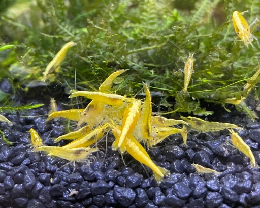 Zdjęcie oferty: Krewetki żółte Neocaridina yellow neon 10+1