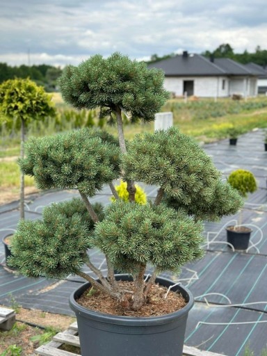 Zdjęcie oferty: Bonsai SOSNA CZARNA - Pinus sylvestris 'Watereri'