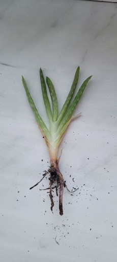 Zdjęcie oferty: Aloes mała sadzonka z domowej uprawy