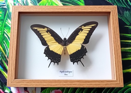 Zdjęcie oferty: Motyl w ramce Papilio androgeus