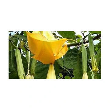 Zdjęcie oferty: Datura żółta- sadzonka