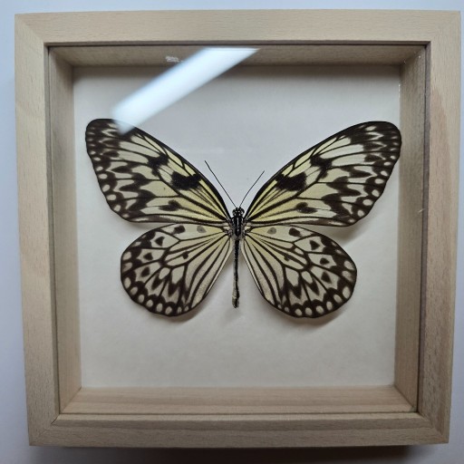 Zdjęcie oferty: Motyl w gablotce Idea Leuconoe