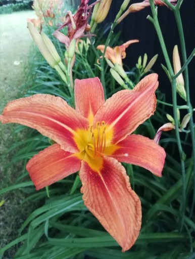 Zdjęcie oferty: Liliowiec rdzawy (Hemerocallis fulva) duże karpy