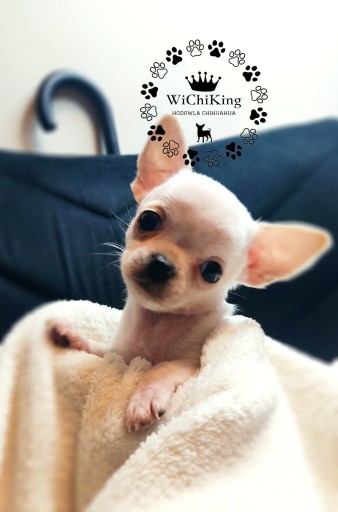 Zdjęcie oferty: Chihuahua po CHAMPIONIE  100 % rasowy ZKwP/FCI 