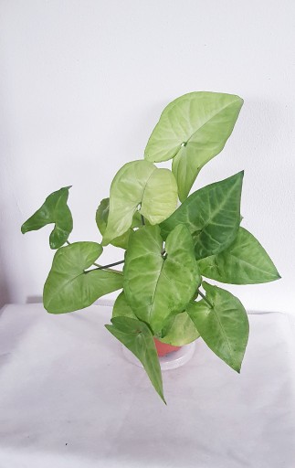 Zdjęcie oferty: SYNGONIUM White Butterfly Zroślicha Biały Motyl 26