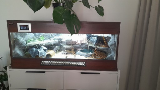 Zdjęcie oferty: Terrarium z wężem zbożowym