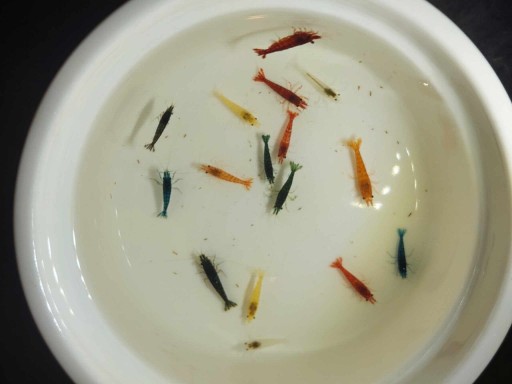 Zdjęcie oferty: Kolorowe krewetki do akwarium 32szt