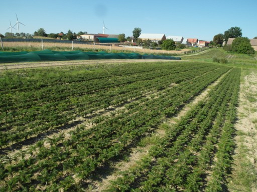 Zdjęcie oferty: Sadzonki Jodła kaukaska 4,5 Mrozoodporna / świerk 