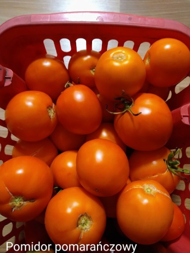 Zdjęcie oferty: Pomidor Pomarańczowy 