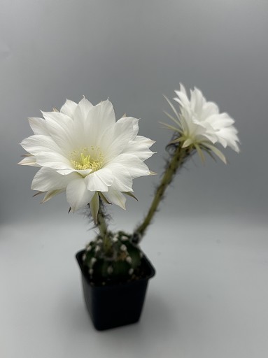 Zdjęcie oferty: Echinopsis subnenudata