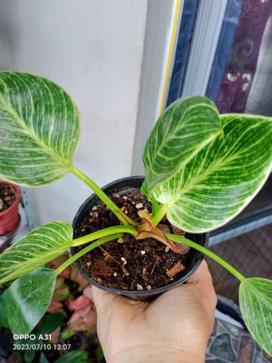 Zdjęcie oferty: Philodendron birkin ,sadzonki.