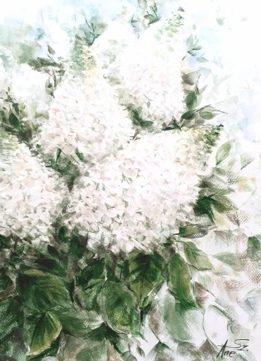Zdjęcie oferty: Obraz kwiaty hortensje akwarele A3